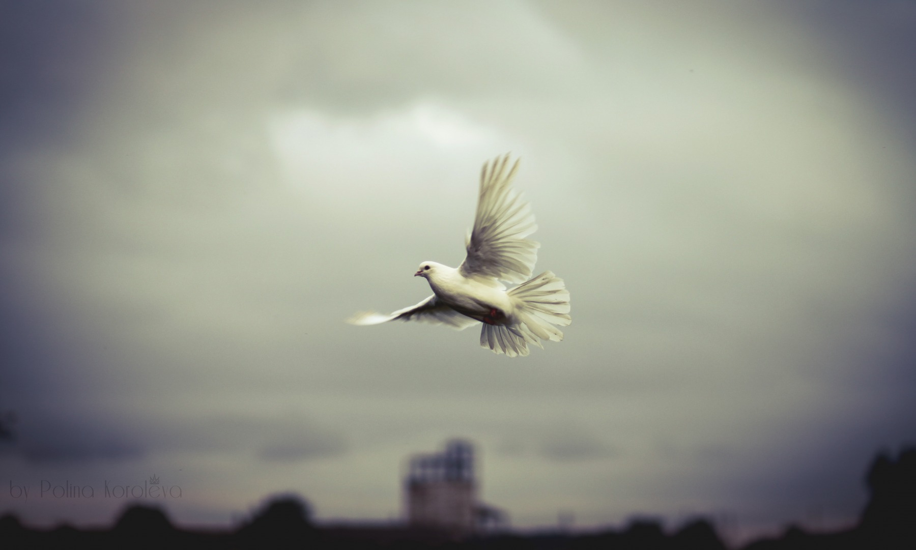 Небо мои крылья | Фотограф Polina Koroleva | foto.by фото.бай