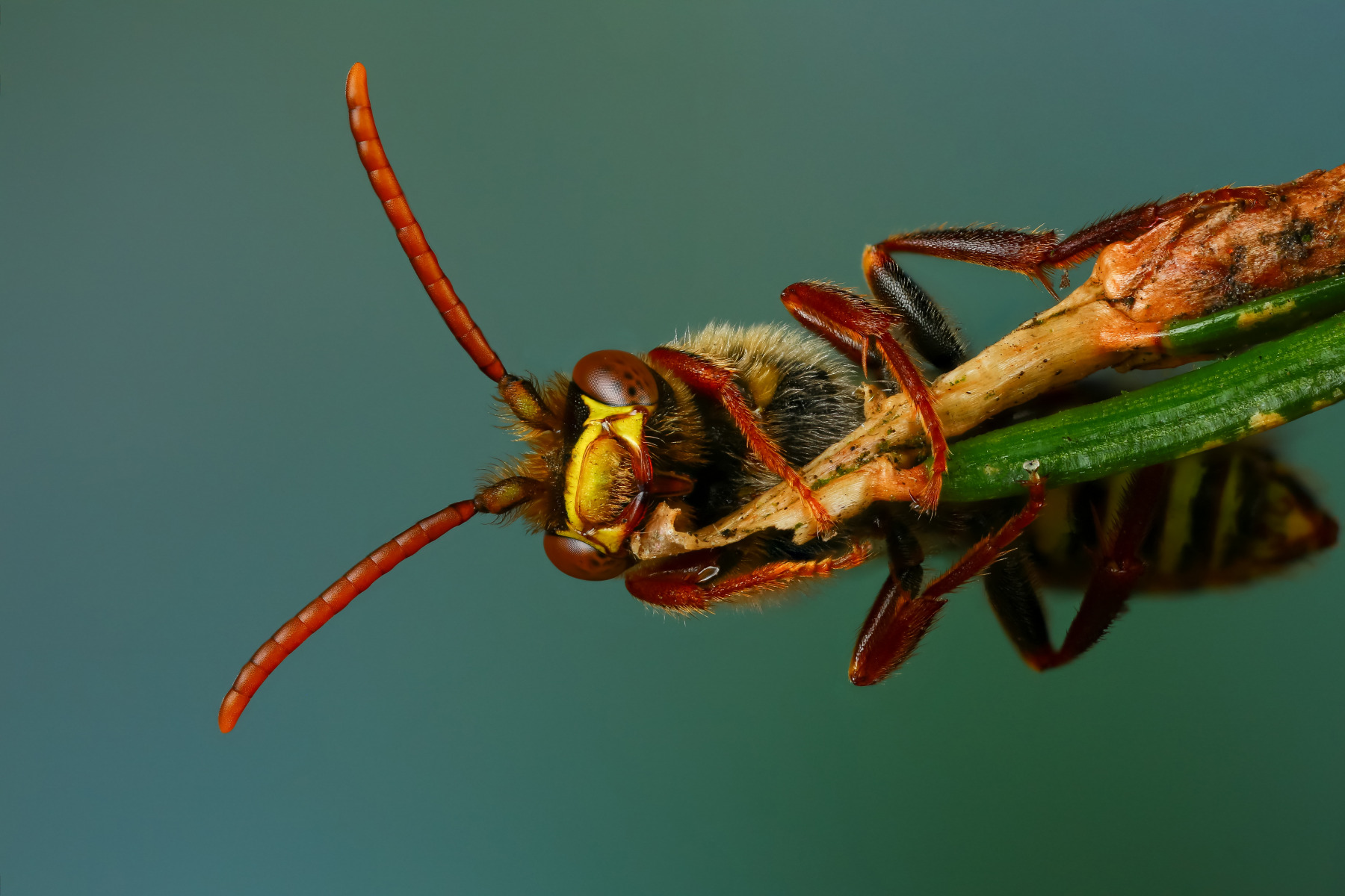 Пчела номада | Фотограф Андрей Шаповалов | foto.by фото.бай