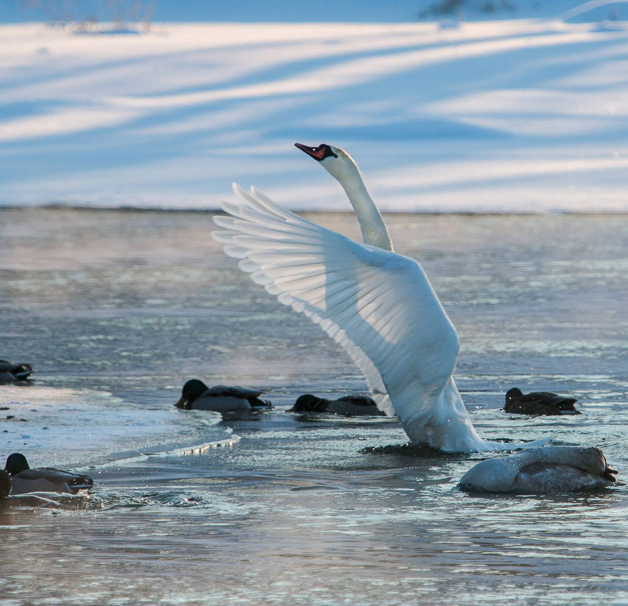 белый Лебедь  на  Днепре | Фотограф Александр Есликов | foto.by фото.бай