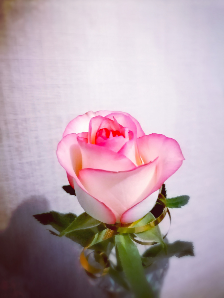 красивая роза | Фотограф Mishel Aslan | foto.by фото.бай