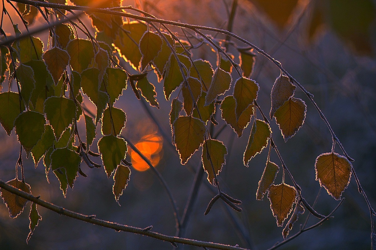 Краски морозного утра. | Фотограф Александр Игнатьев | foto.by фото.бай