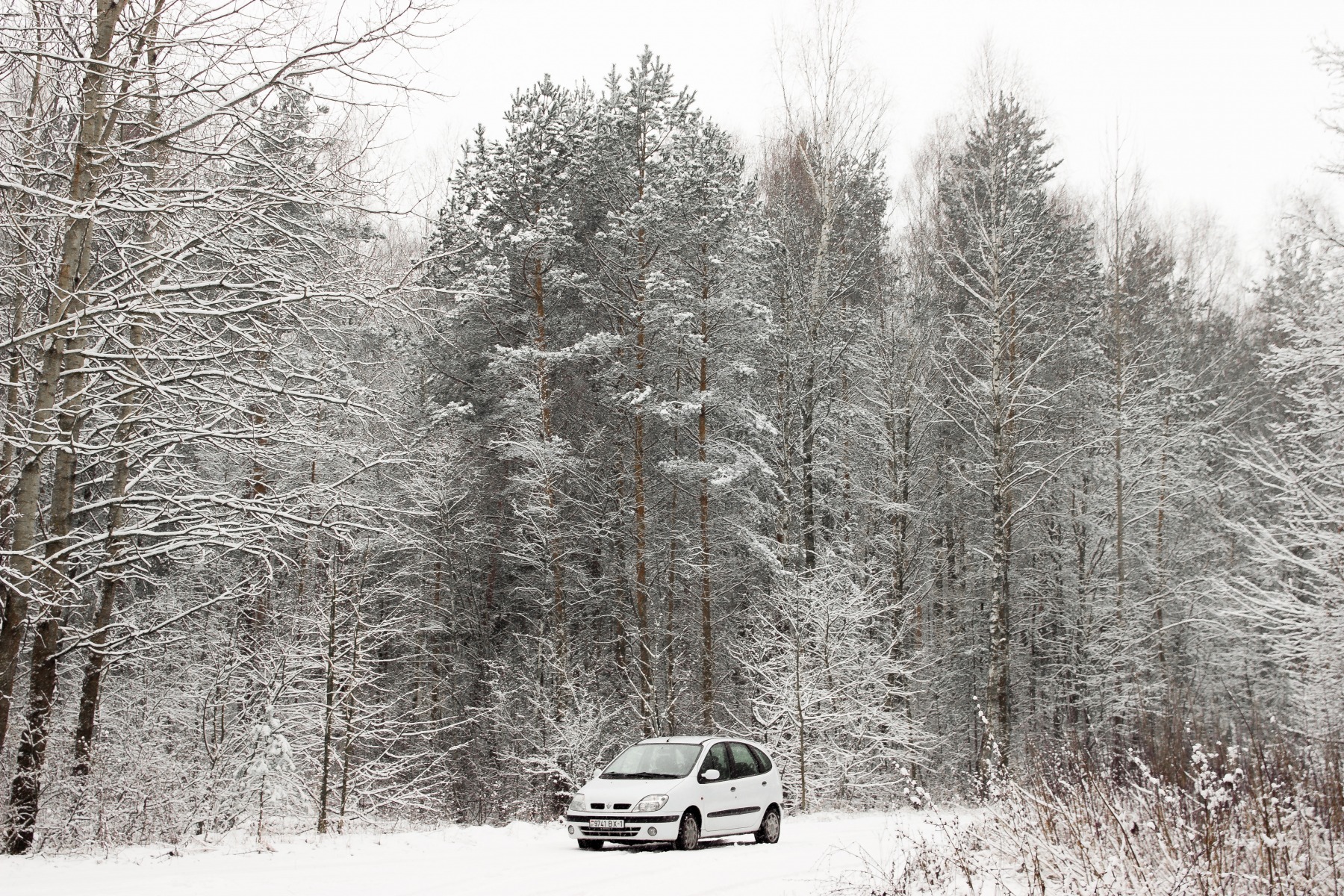 Зима вернулась | Фотограф Свирепа Таня | foto.by фото.бай