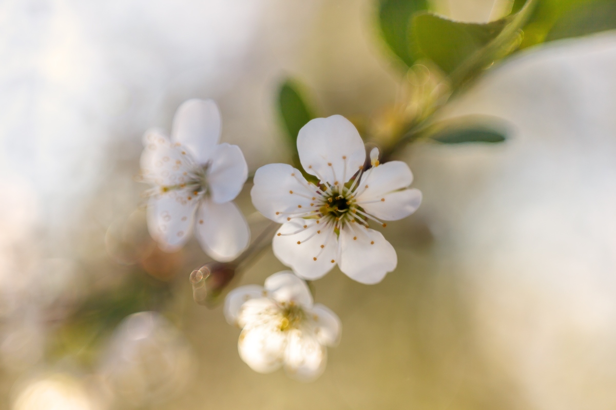 Дыхание Весны... | Фотограф Айвар Удрис | foto.by фото.бай