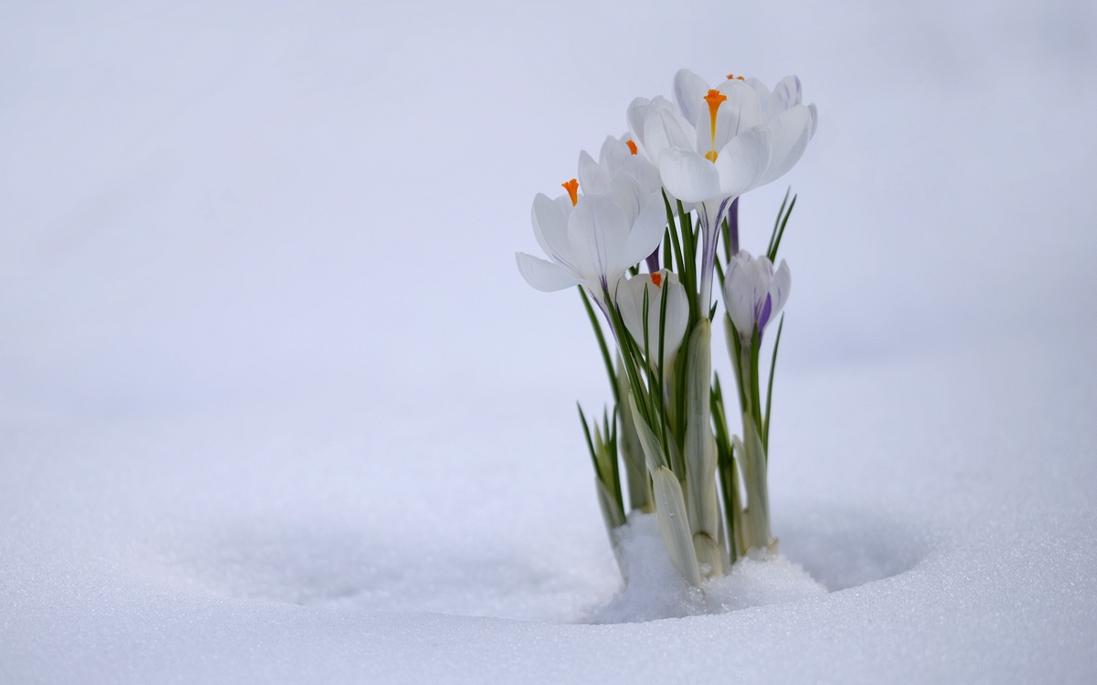 однажды приходит весна | Фотограф Николай Никитин | foto.by фото.бай