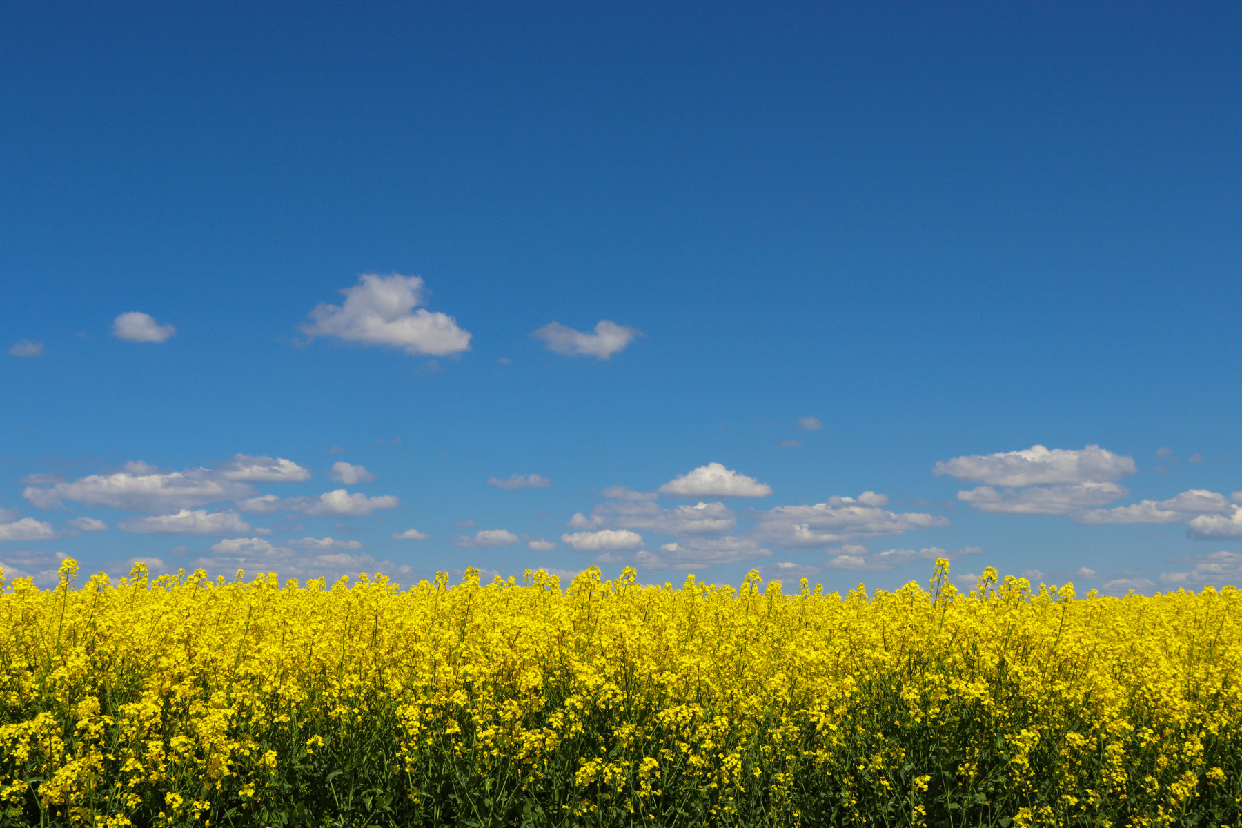 Рапсовое поле и голубое небо с облаками. | Фотограф Екатерина Осипович | foto.by фото.бай