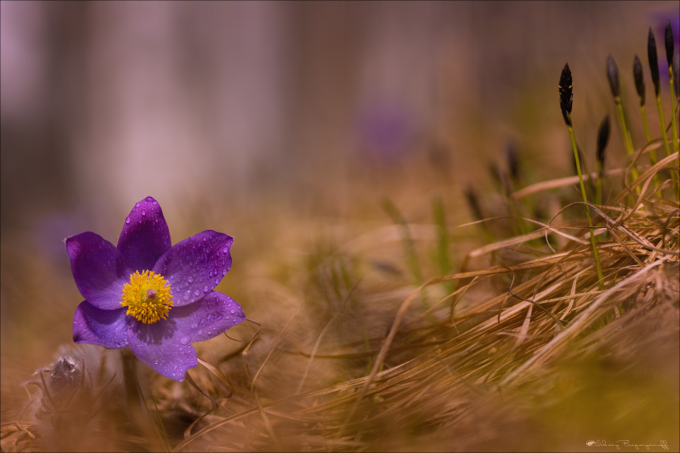 Встречая весну! | Фотограф Алексей Богорянов | foto.by фото.бай