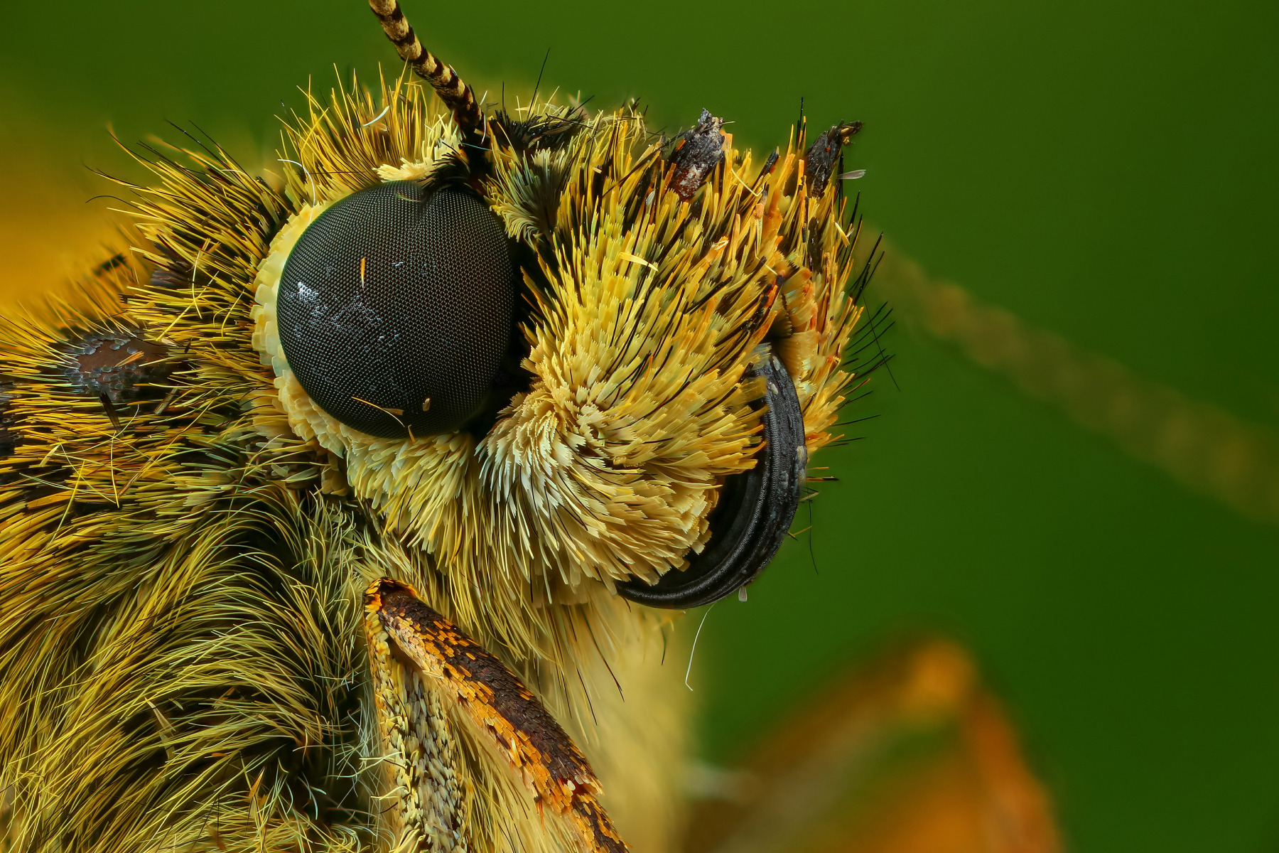 Бабочка | Фотограф Андрей Шаповалов | foto.by фото.бай