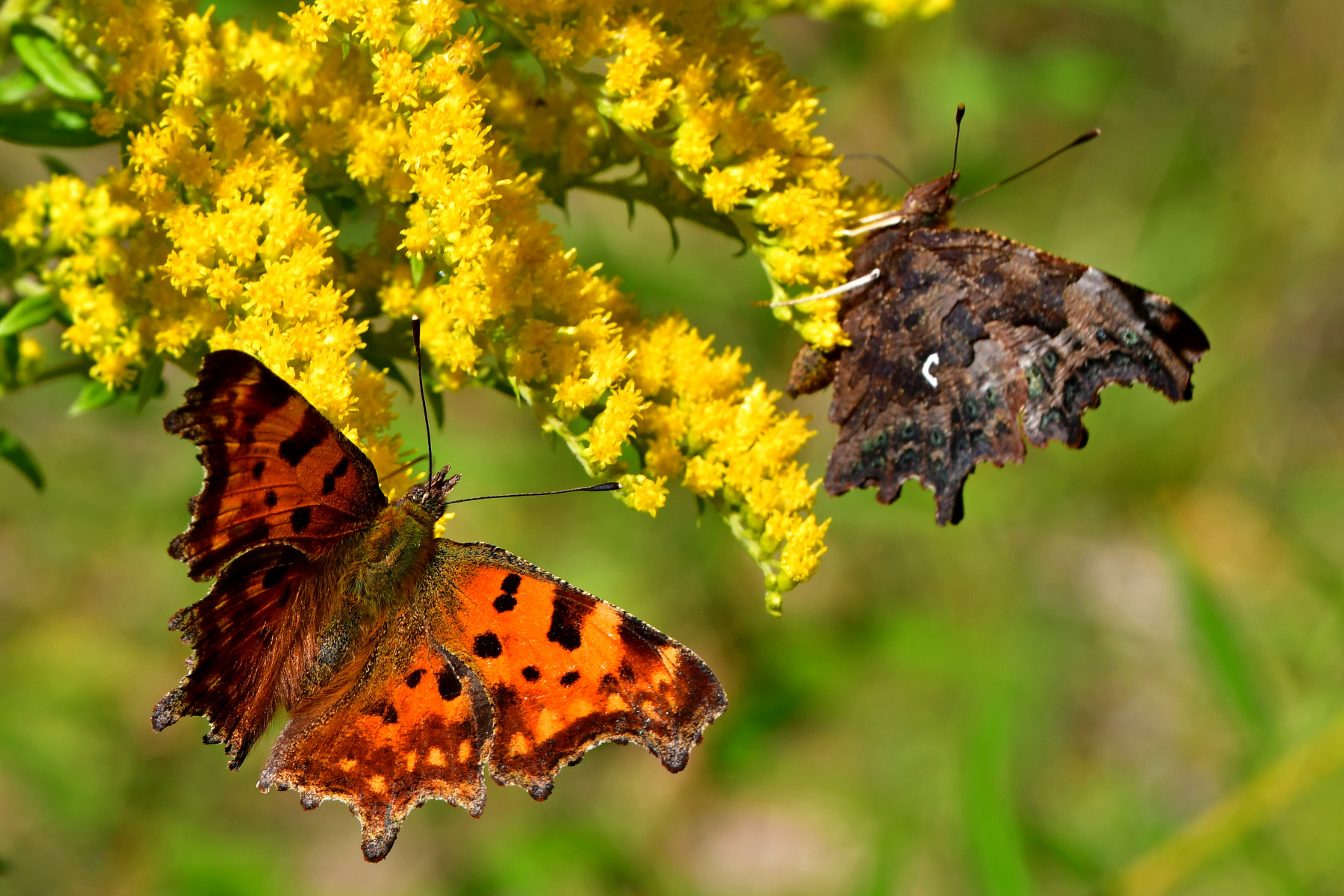 Бабочки.. | Фотограф Ihar Karneichuk | foto.by фото.бай