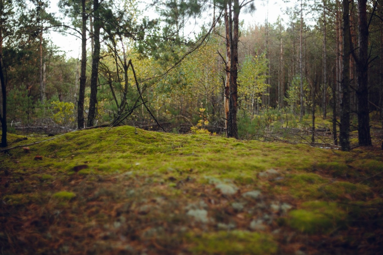 Осенью в лесу | Фотограф Артур Язубец | foto.by фото.бай