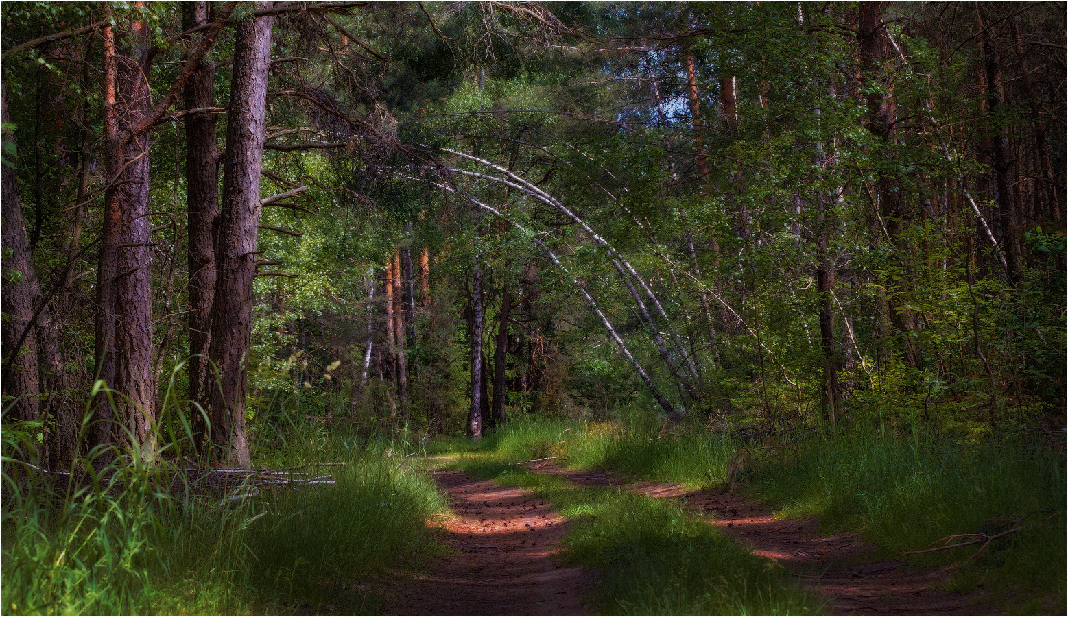 Лесной полдень | Фотограф Сергей Шабуневич | foto.by фото.бай