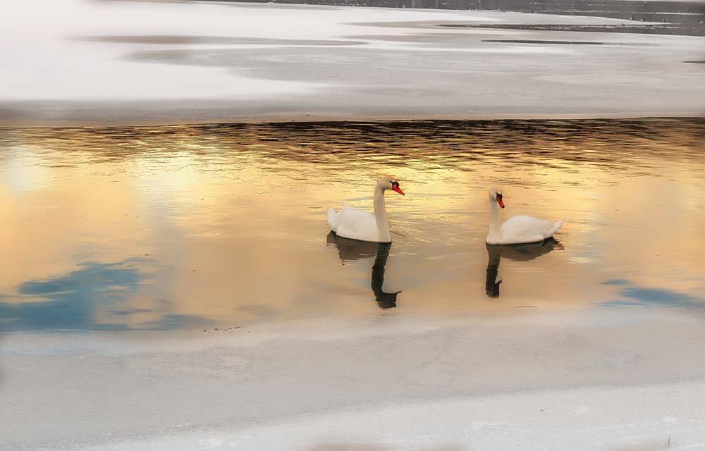 Лебеди | Фотограф Дмитрий Голуб | foto.by фото.бай