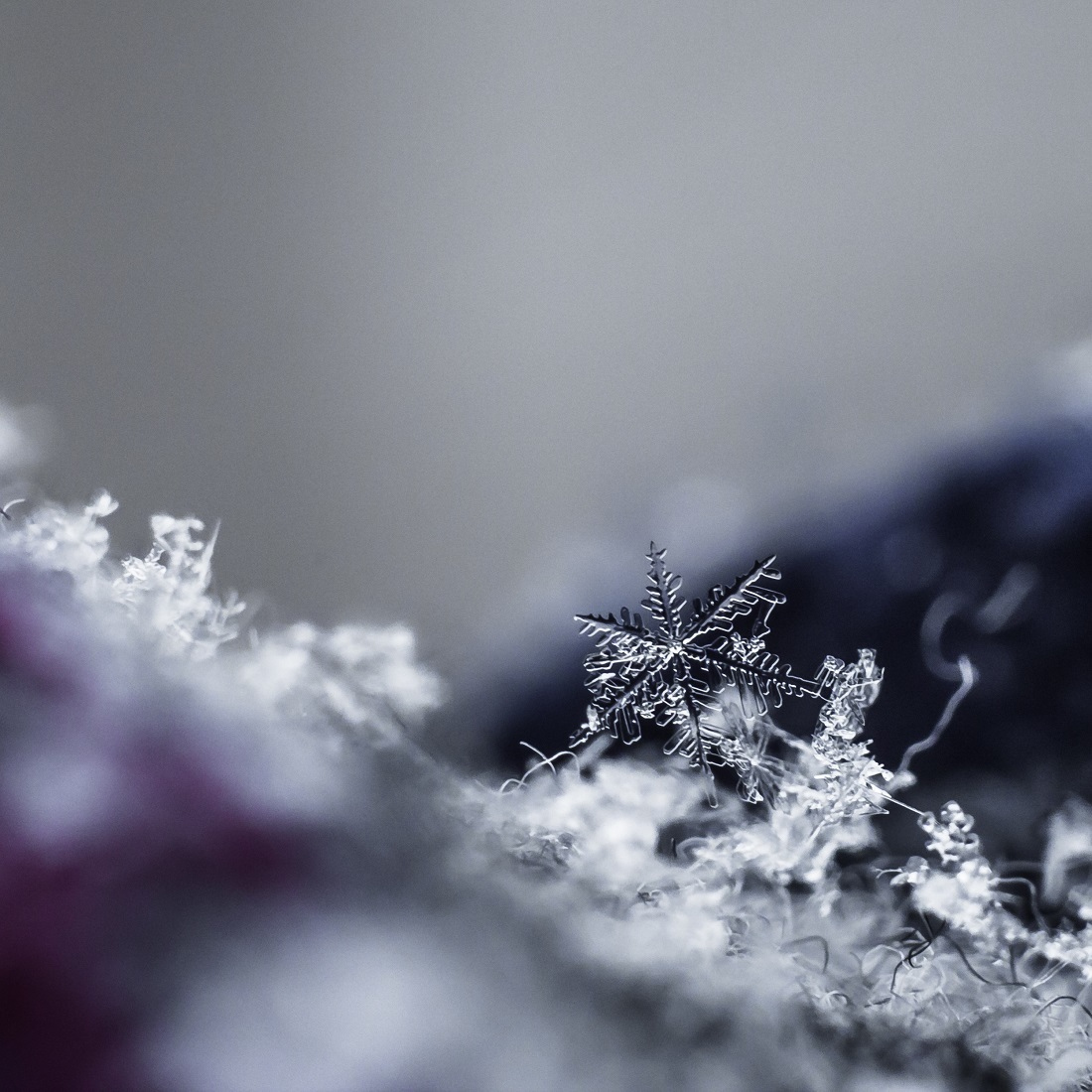 снежинка | Фотограф Alexander Slizh | foto.by фото.бай