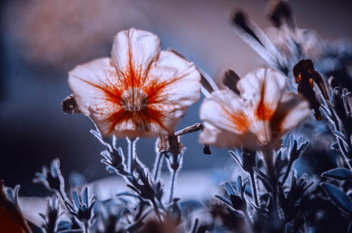 Огненный цветок | Фотограф Дарья Крук | foto.by фото.бай