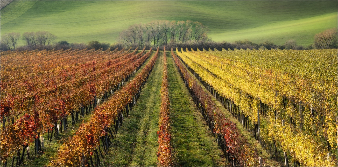 / The Wine Line / | Фотограф Влад Соколовский | foto.by фото.бай