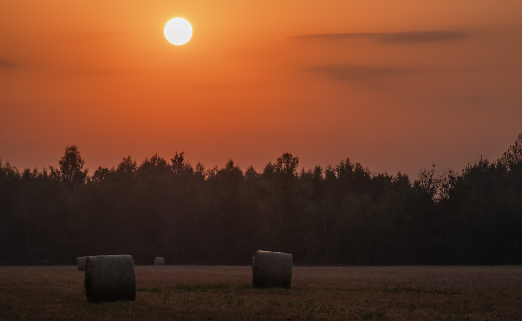 На скошенном лугу | foto.by фото.бай