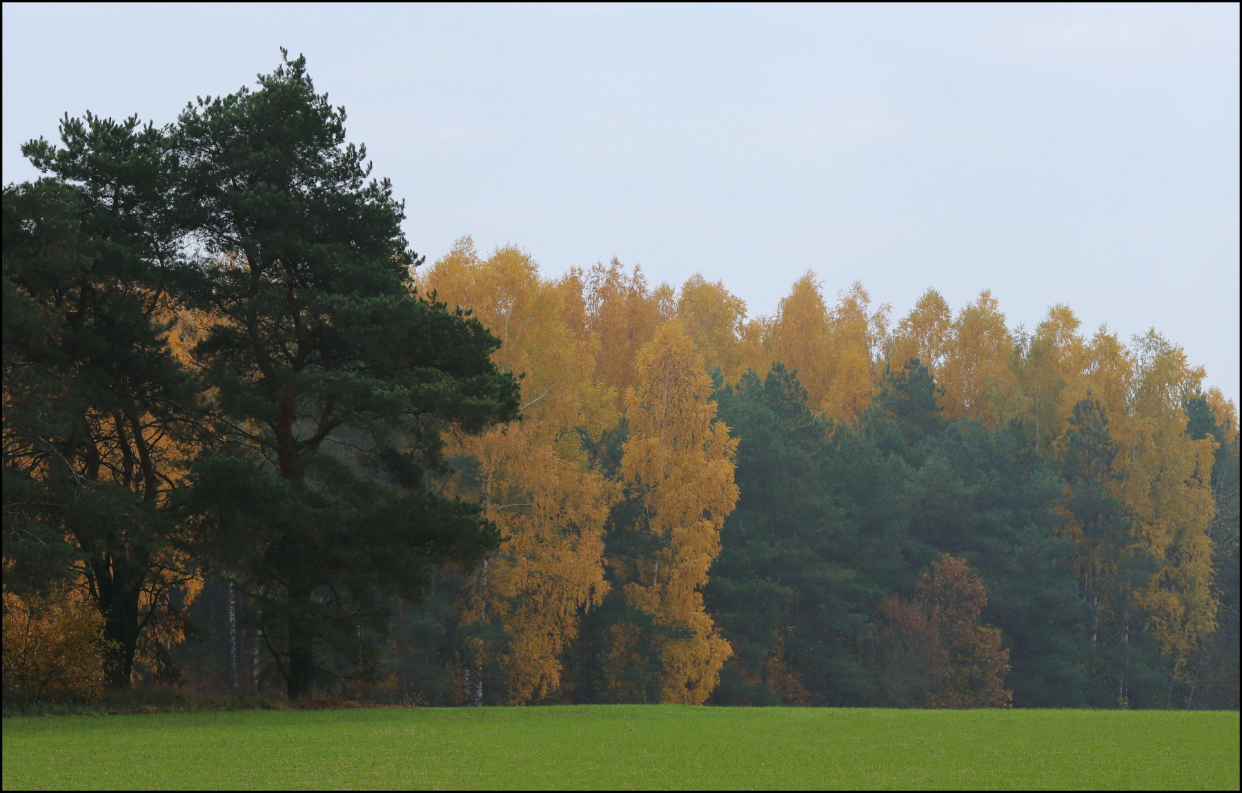 Осени нежный мотив | Фотограф Александр Задёрко | foto.by фото.бай