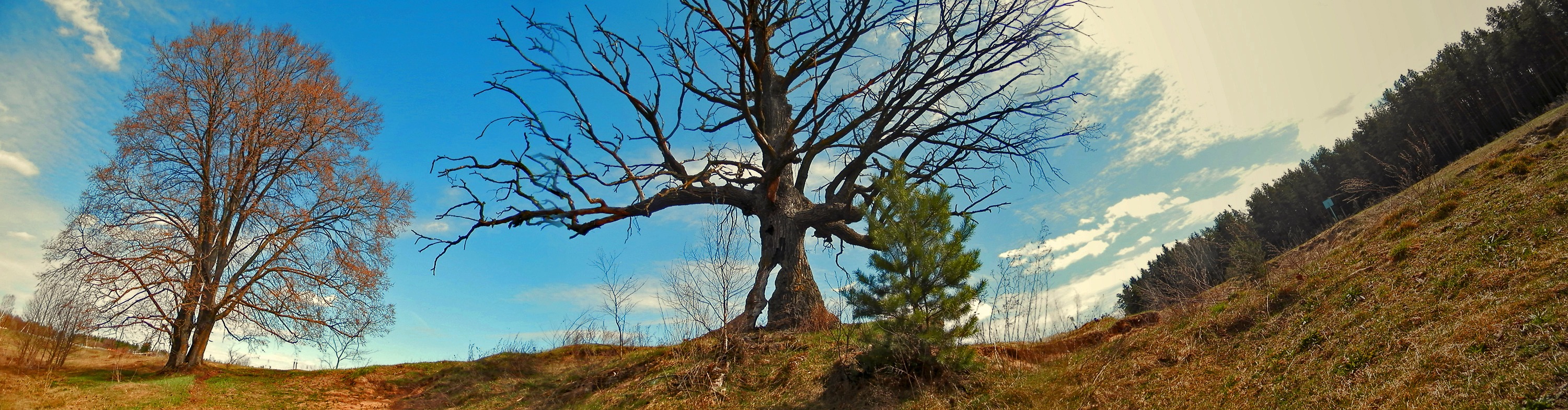"Три" ("Tree") | Фотограф Anton mrSpoke | foto.by фото.бай