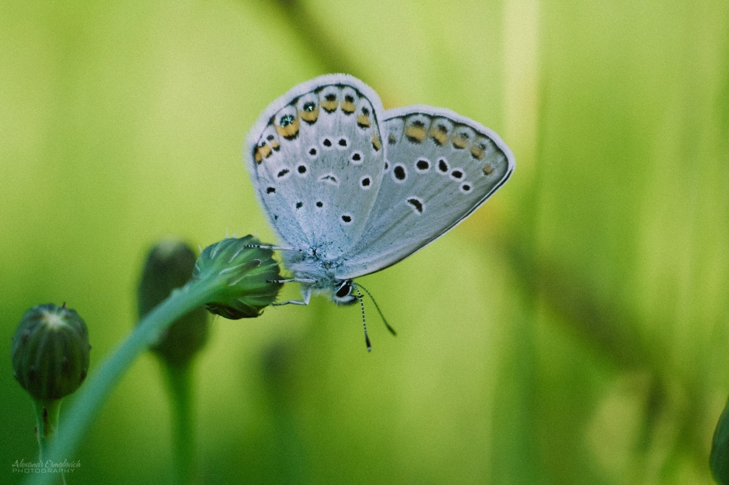 Голубянка (Lycaenidae) | Фотограф Александр Владимирович | foto.by фото.бай