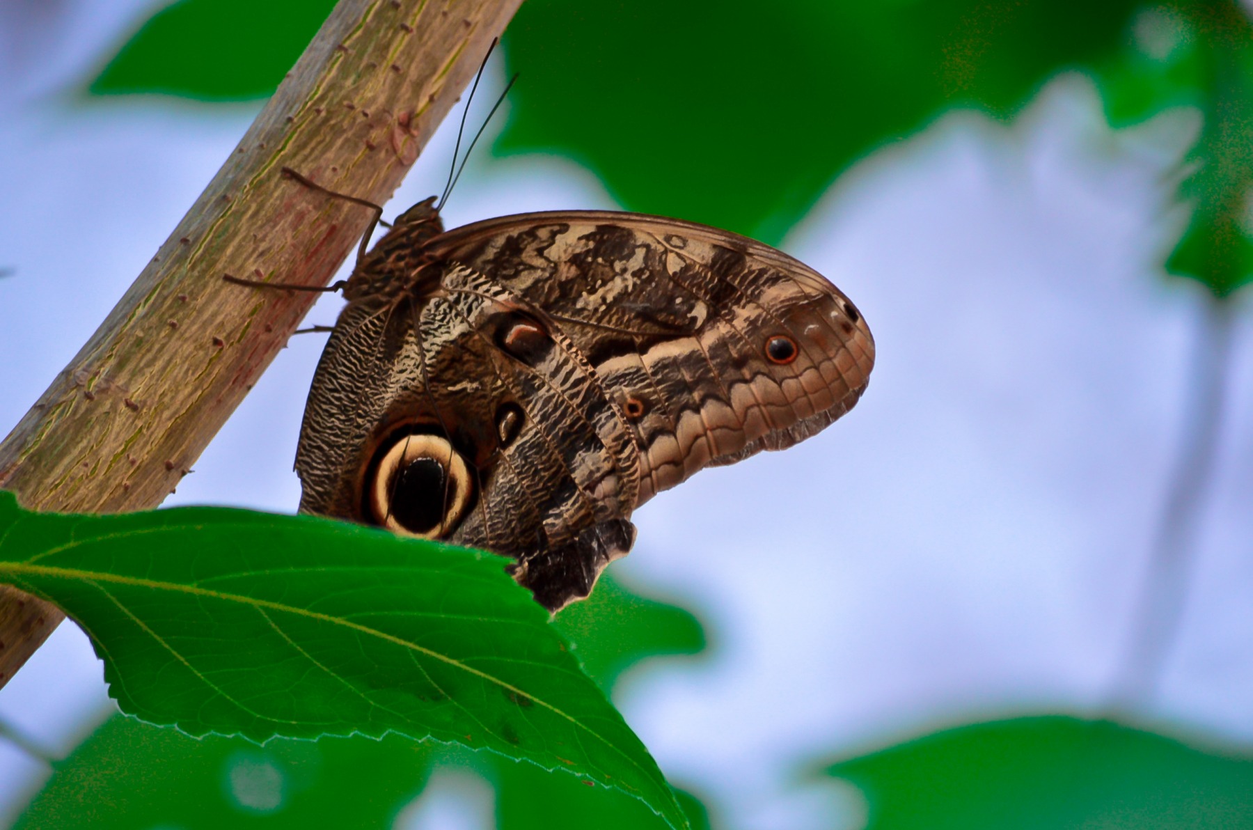 Бабочка. | Фотограф Edward Berelet | foto.by фото.бай
