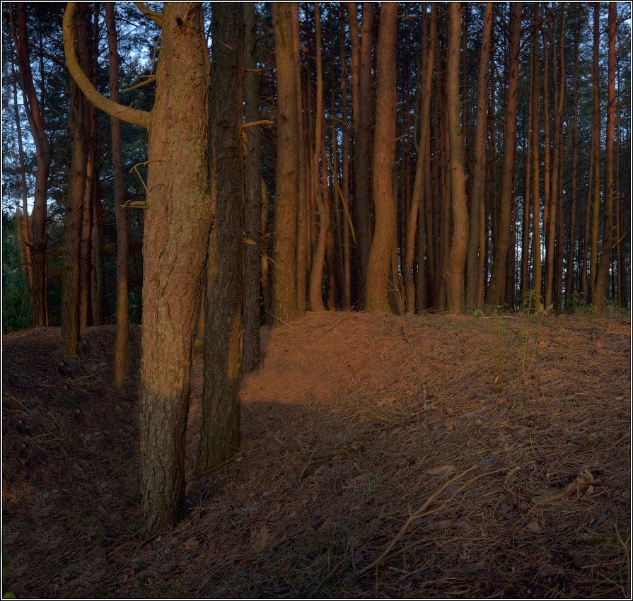 Вечер в лесу | Фотограф Юрий Купреев | foto.by фото.бай
