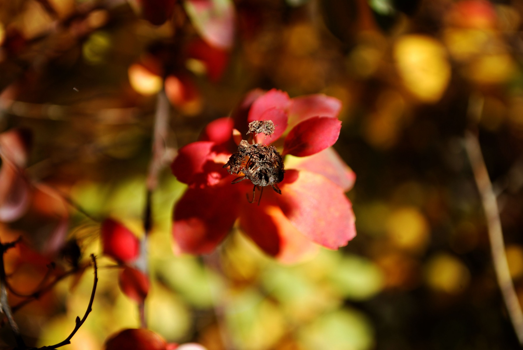 Осенний цветок | Фотограф Катя Коваленко | foto.by фото.бай