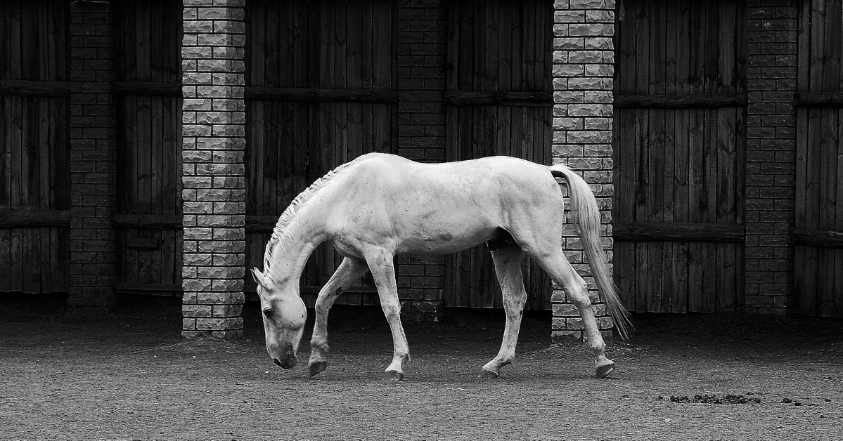 лошадь | Фотограф урал КЗН | foto.by фото.бай