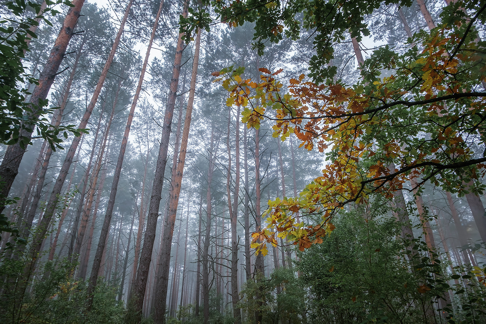 Где с дубов- колдунов облетает листва... | foto.by фото.бай
