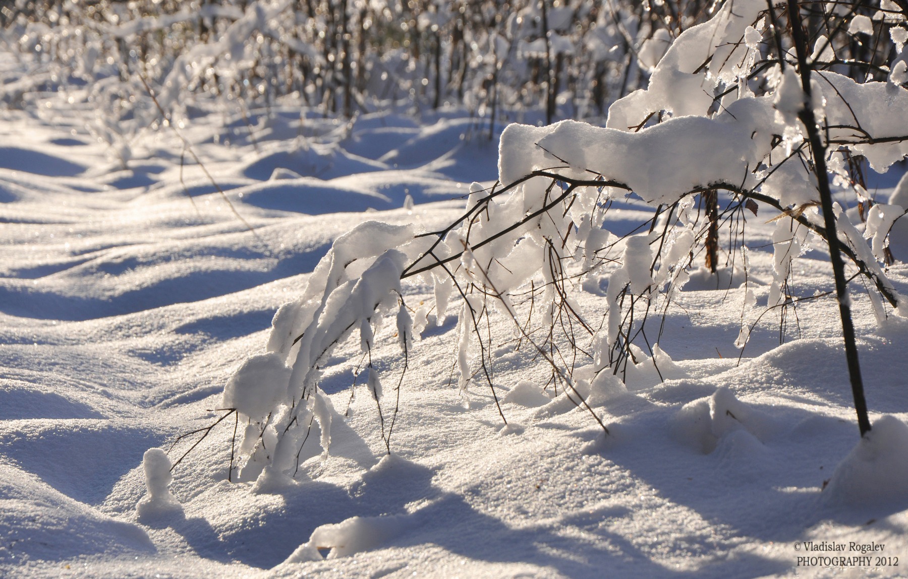 маленькая арка в зиму | Фотограф Владислав Рогалев | foto.by фото.бай
