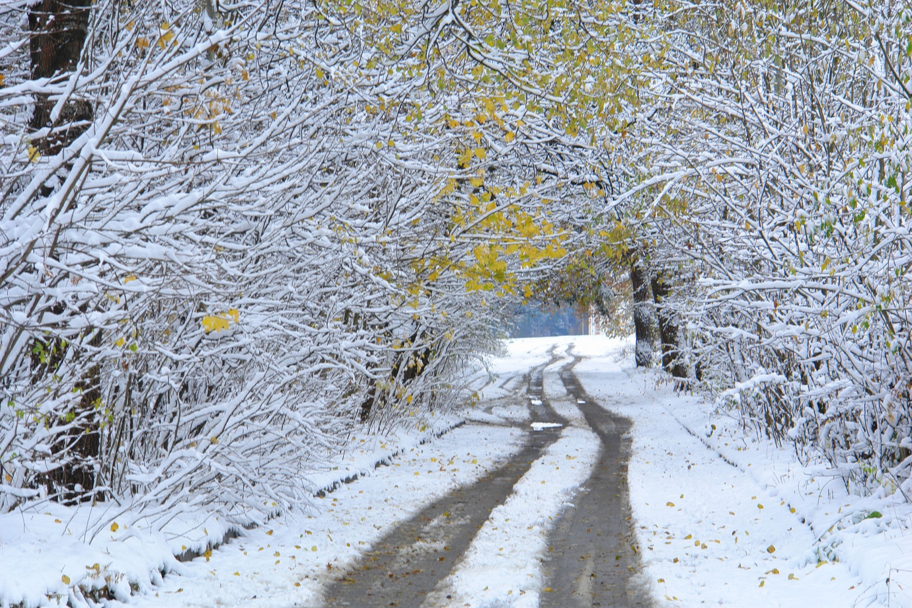 первый снег | Фотограф Сергей Тарасюк | foto.by фото.бай