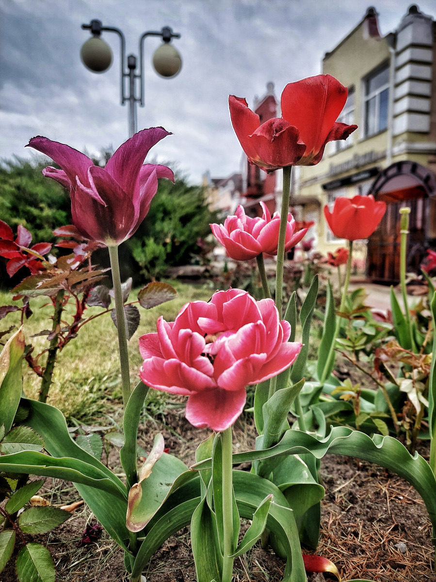 Городские цветы | Фотограф Ната Белякова | foto.by фото.бай