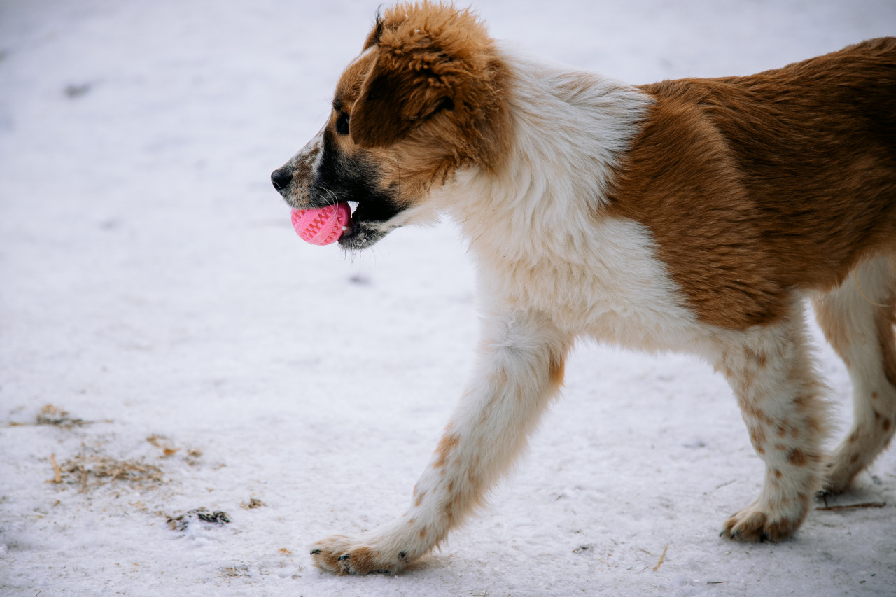 Фотограф в Минске - семейный, свадебный, репортажный фотограф. Фотосъёмка крещения, дня рождения, юбилея, венчания, корпоратива в Минске., фотография от 18.02.2026