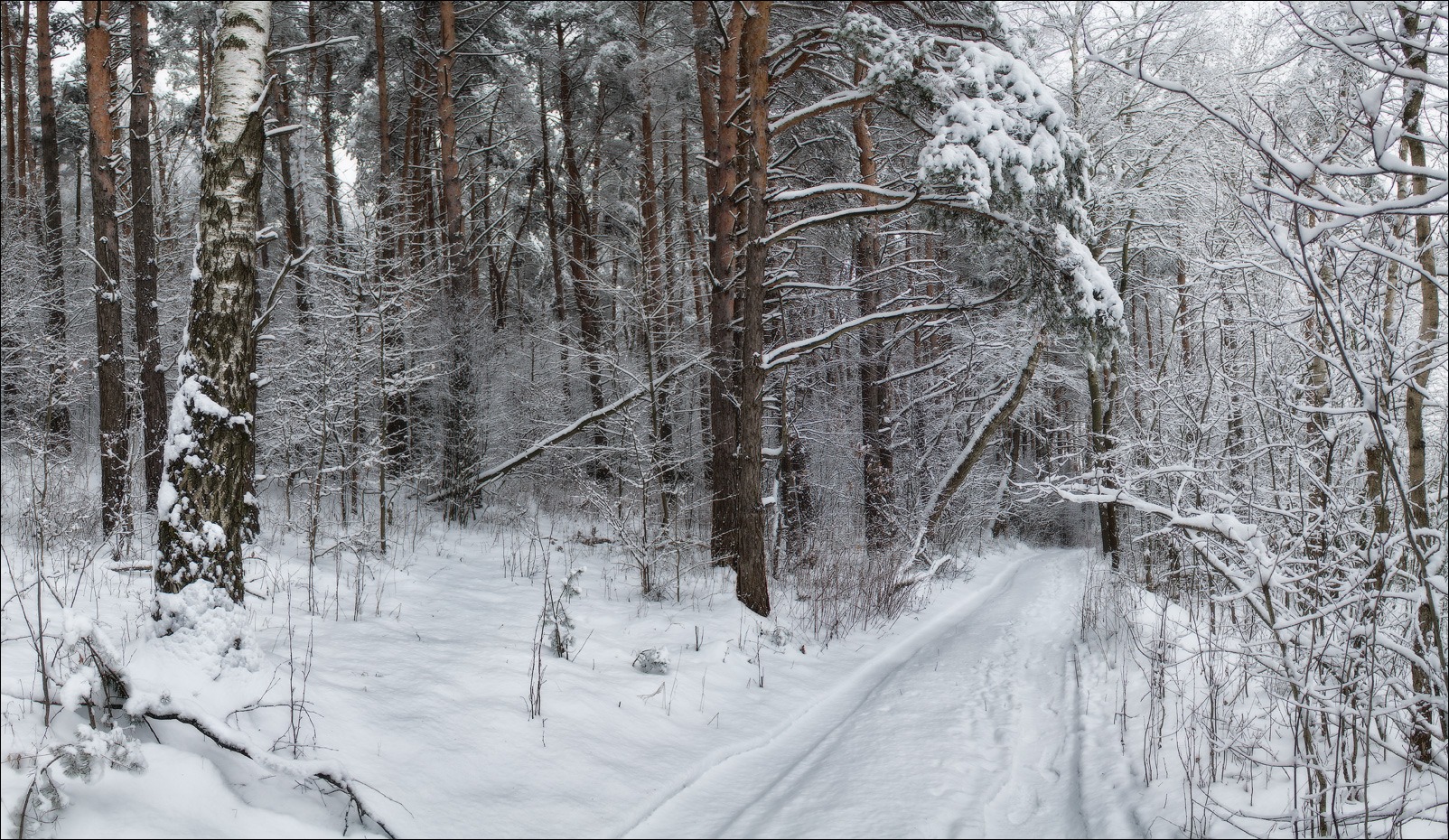 Тишина зимнего леса | Фотограф Сергей Шабуневич | foto.by фото.бай