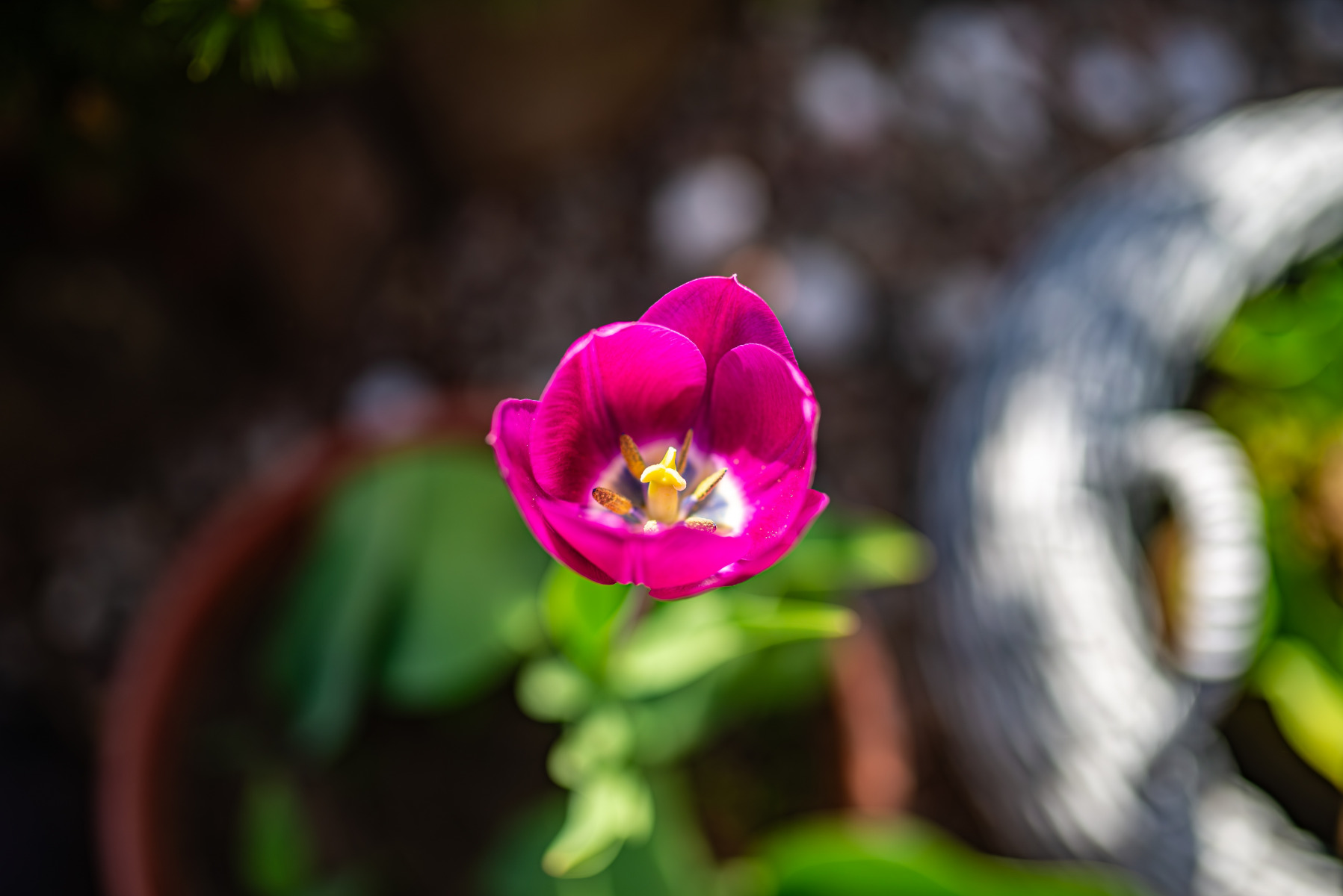 Tulipa humilis | Фотограф Дмитрий Тимофеев | foto.by фото.бай