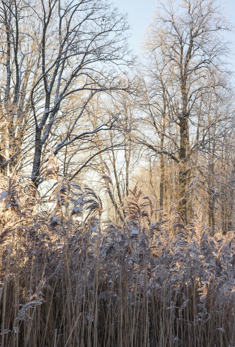 Зимний пейзаж в пастельных тонах. | Фотограф Екатерина Осипович | foto.by фото.бай