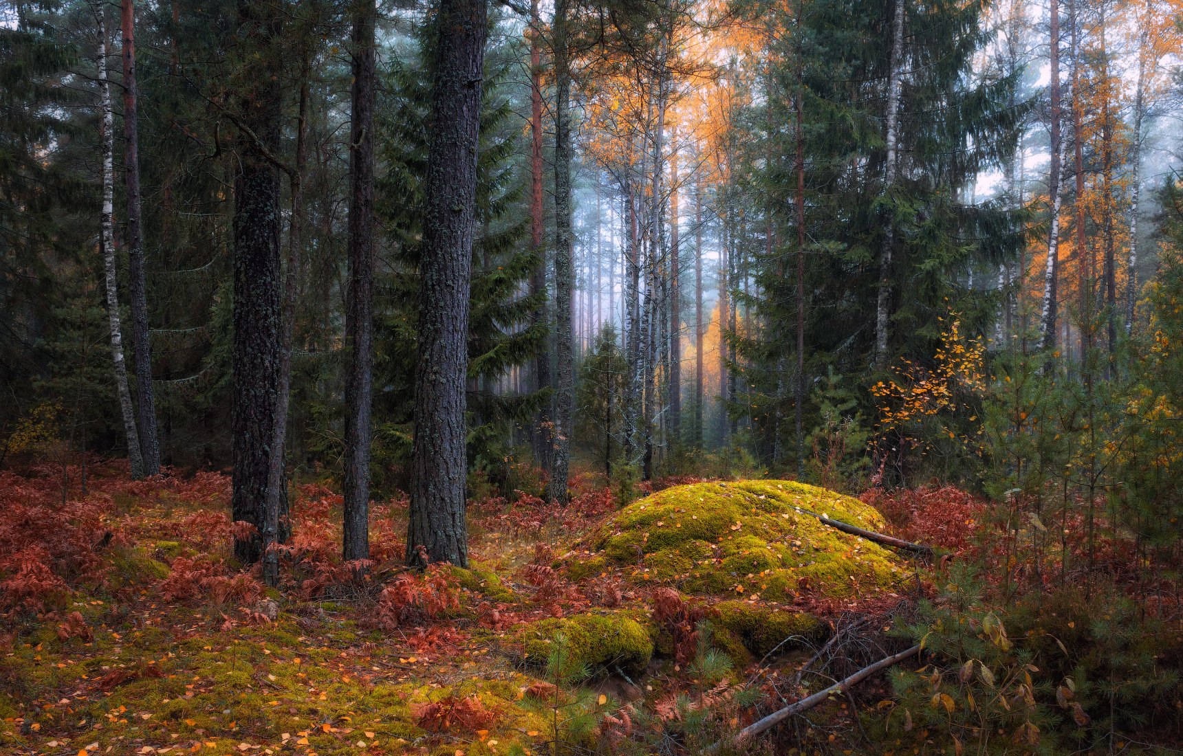 Тихо в осеннем лесу* ) | Фотограф Сергей Шабуневич | foto.by фото.бай