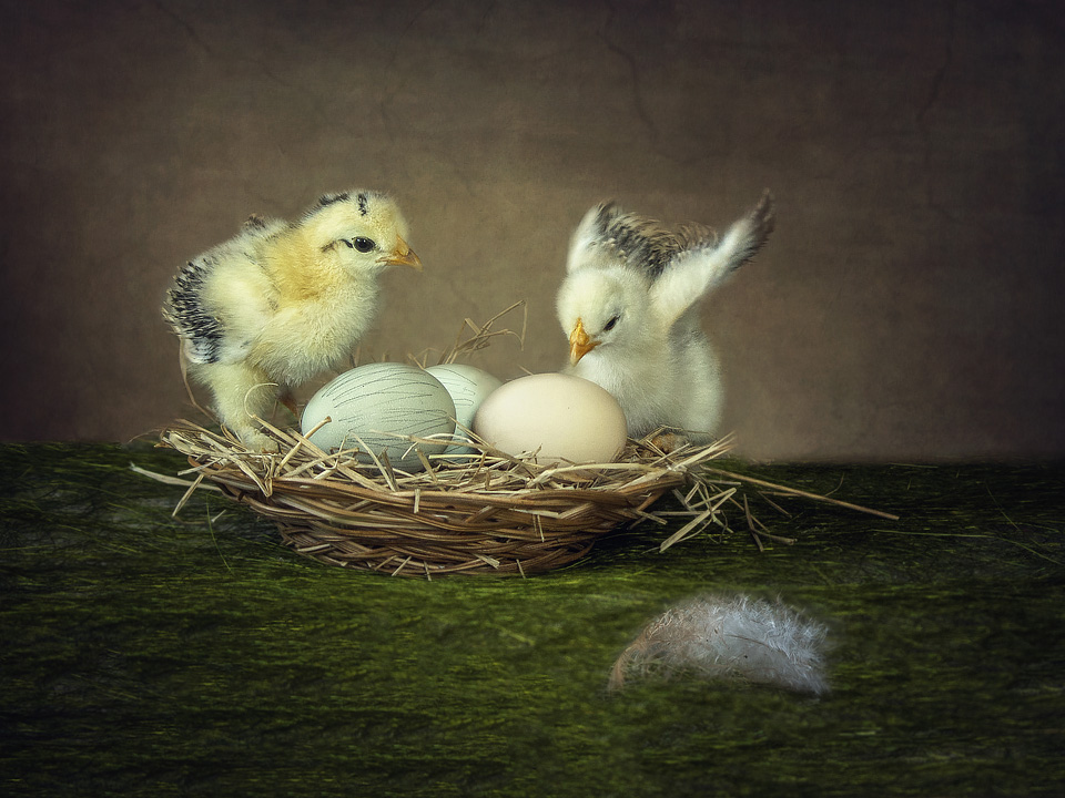 Двое из одного гнезда | Фотограф Ирина Приходько | foto.by фото.бай