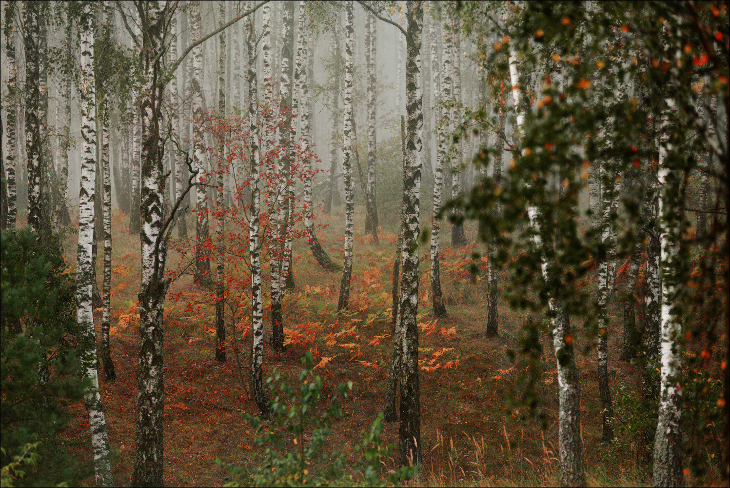Дождь в лесу описание. Березовый лес. Осенняя роща. Лес после дождя. Береза осень.