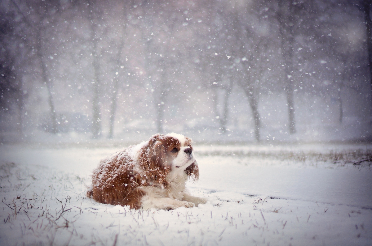 Первый снег | Фотограф Лариса Пашкевич | foto.by фото.бай