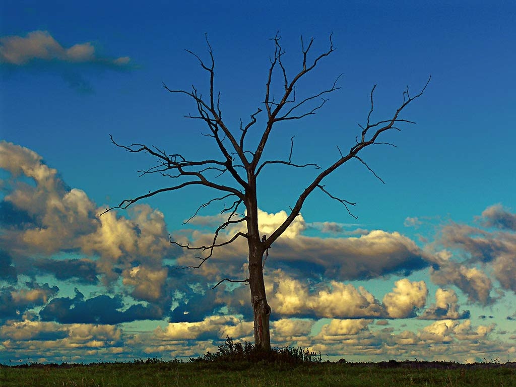 Дерево и облака | Фотограф Роман Маисей | foto.by фото.бай