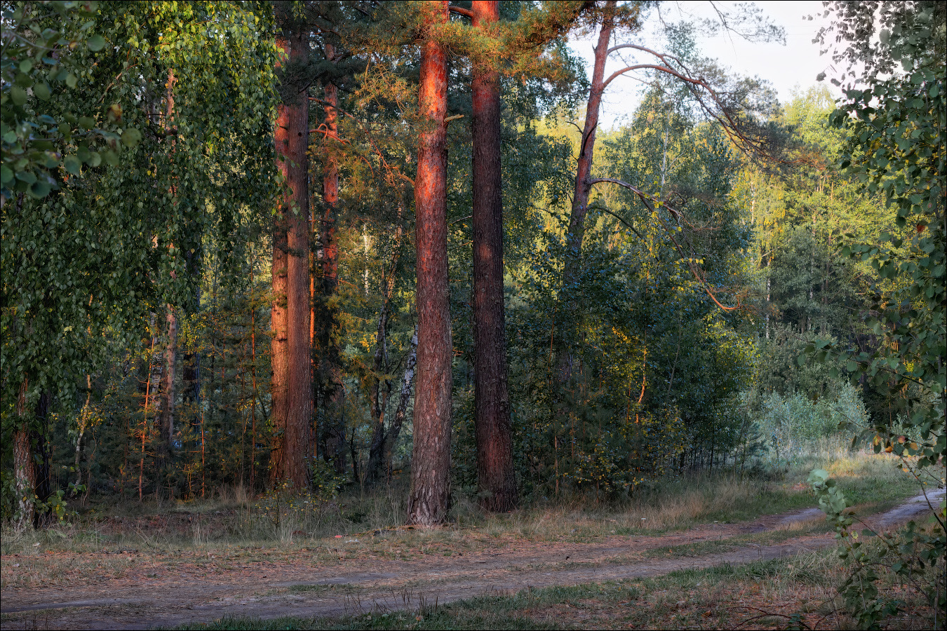 Утро в лесу | Фотограф Сергей Шабуневич | foto.by фото.бай