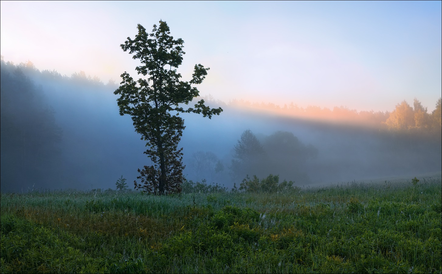 Про утро в лесу | Фотограф Сергей Шабуневич | foto.by фото.бай
