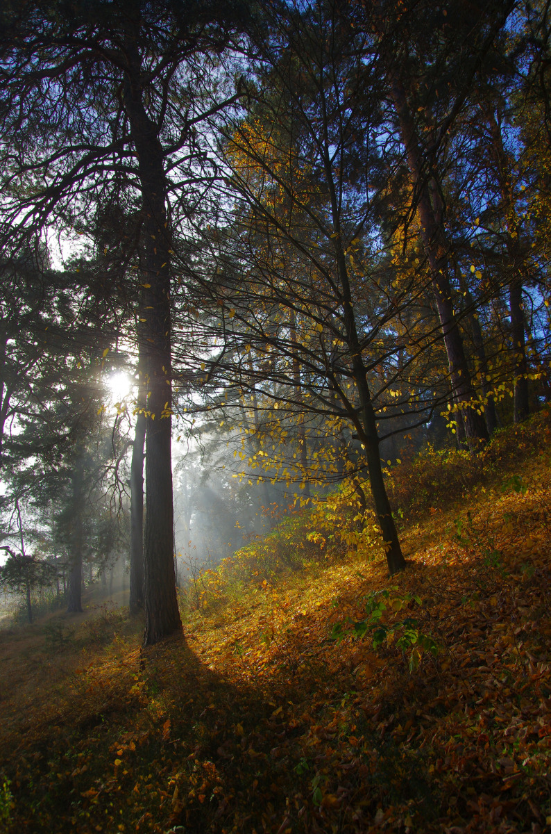 Утренний пейзаж | Фотограф Сергей Шляга | foto.by фото.бай