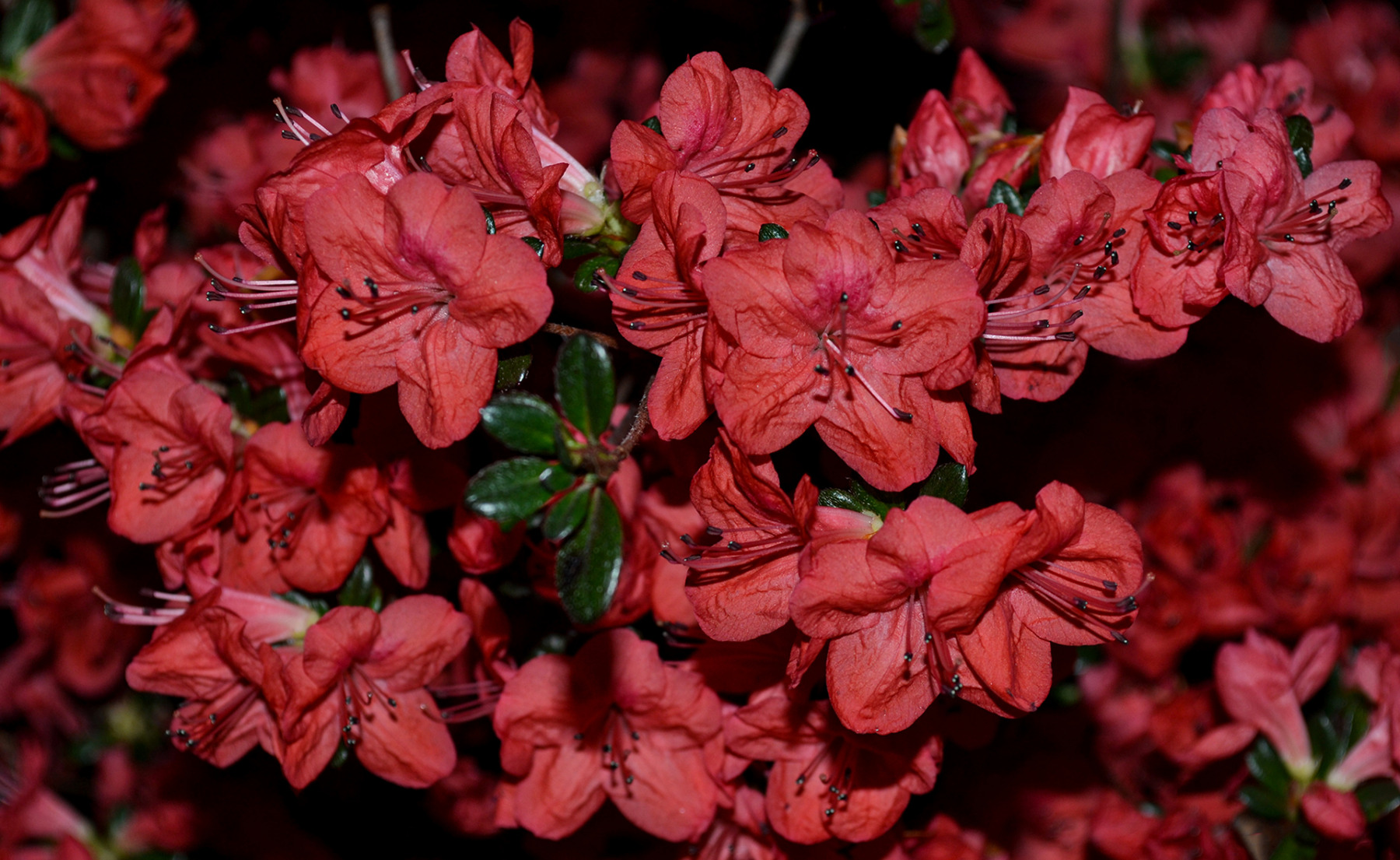 Красное | Фотограф Andrei Savitsky | foto.by фото.бай