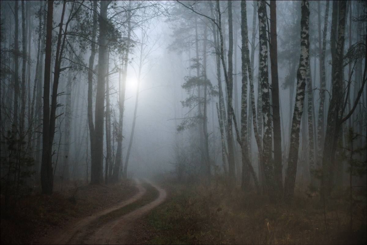 Лесной туман | Фотограф Юрий Купреев | foto.by фото.бай