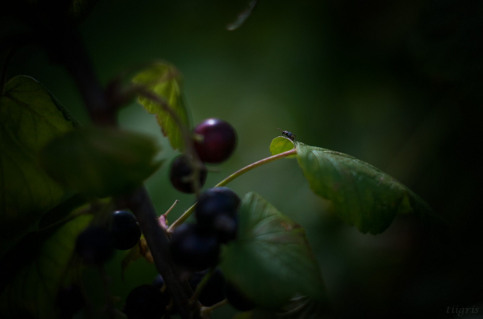 Хранитель ягодной грозди | Фотограф Андрей Бубнович | foto.by фото.бай