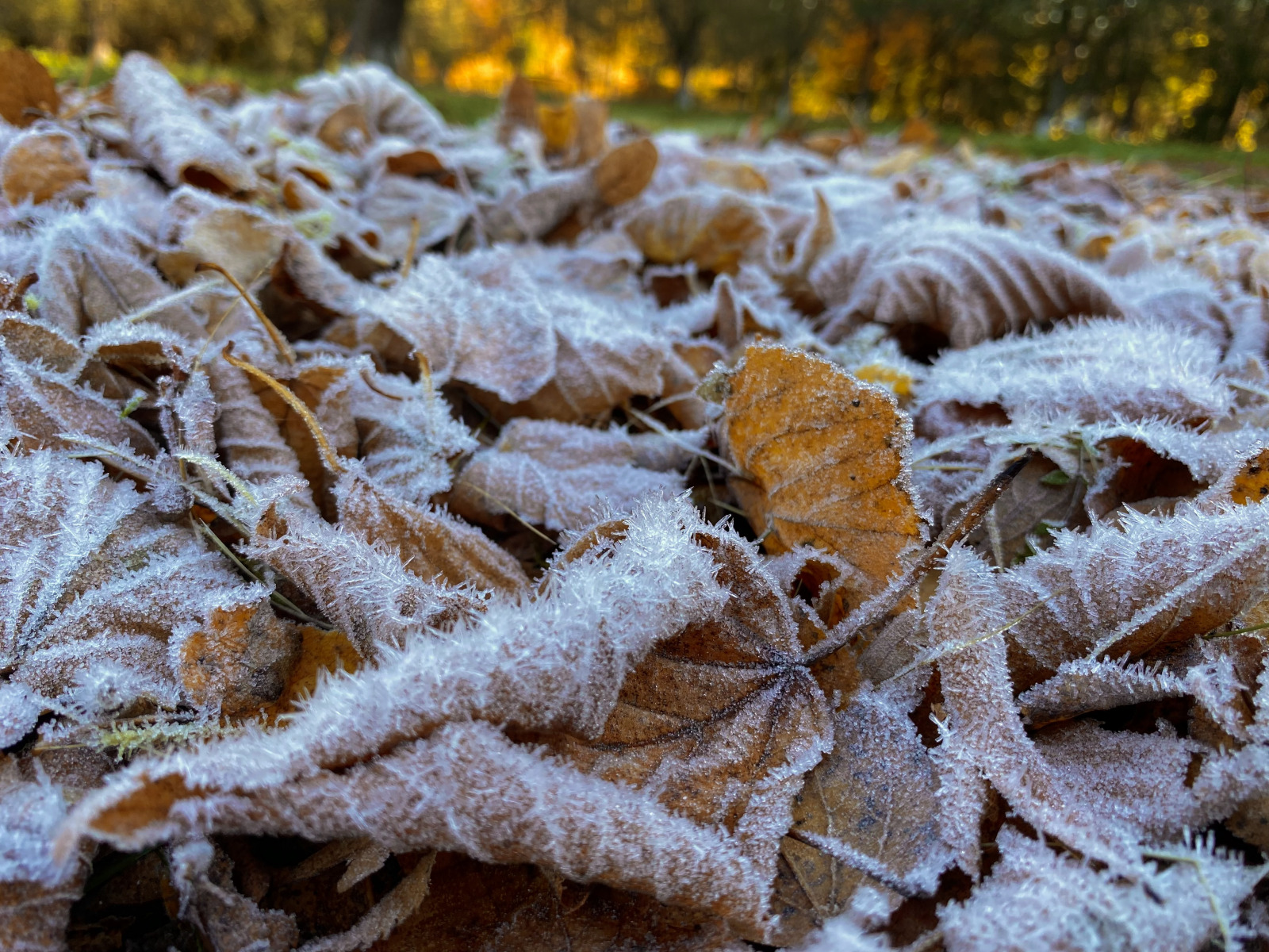 Восеньскі шэрань | Фотограф Андрэй Цэльба | foto.by фото.бай