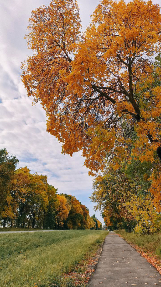 Осенняя дорога | Фотограф Юлия Фалей | foto.by фото.бай