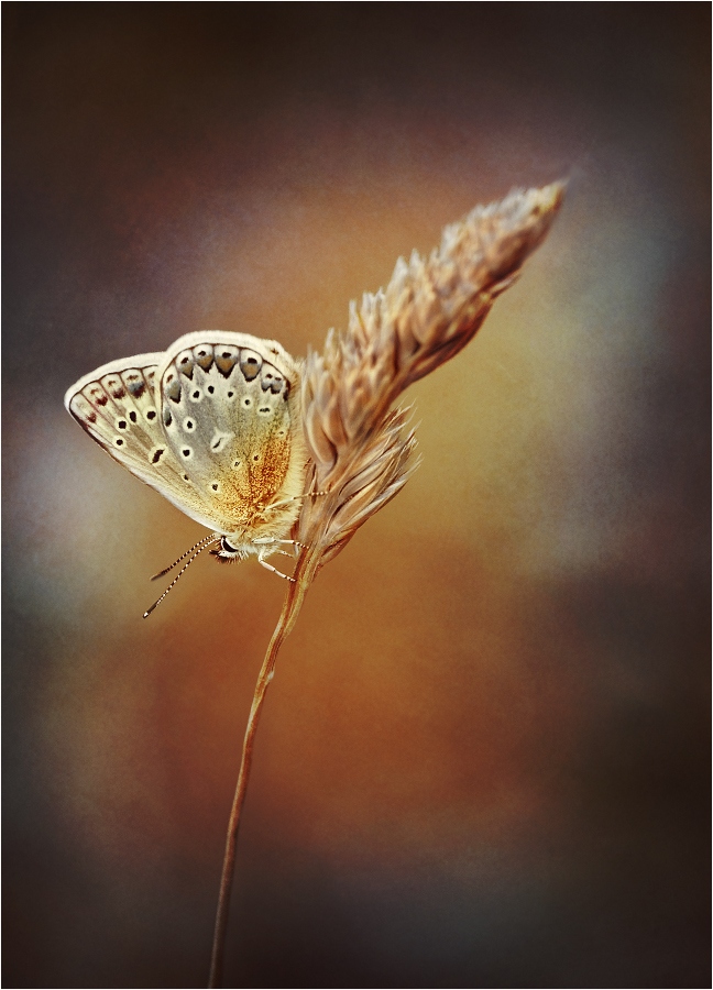 Бабочки | Фотограф Лариса Пашкевич | foto.by фото.бай