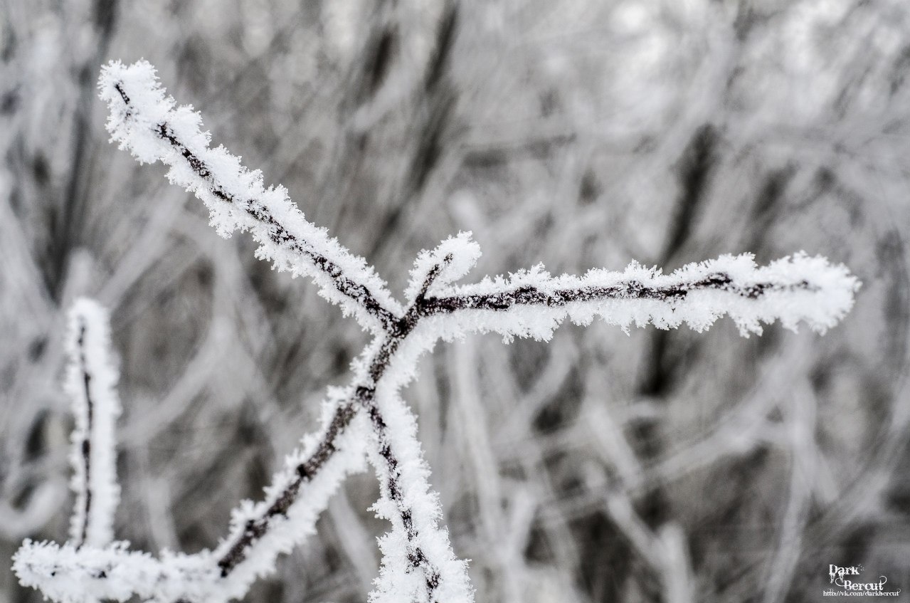 Зима - это макро | Фотограф Андрей Дыдыкин | foto.by фото.бай