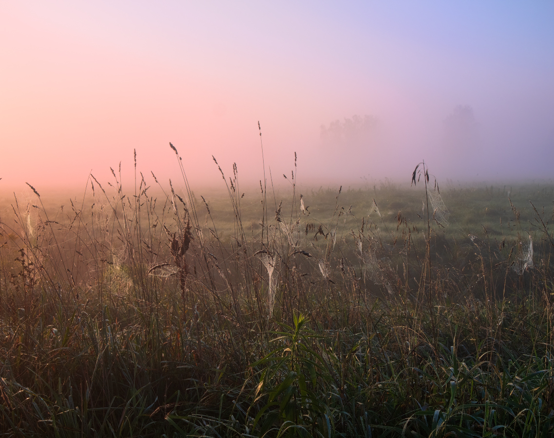 Осенние травы на рассвете | Фотограф Сергей Шабуневич | foto.by фото.бай